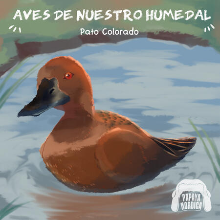 birds of the lluta river wetland "El Pato Colorado"